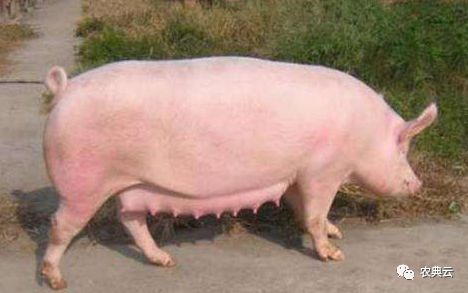 母猪子宫脱落用什么药,母猪产子后子宫脱落是什么原因