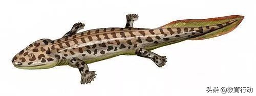 人为什么有5根手指,人类为什么有6根手指