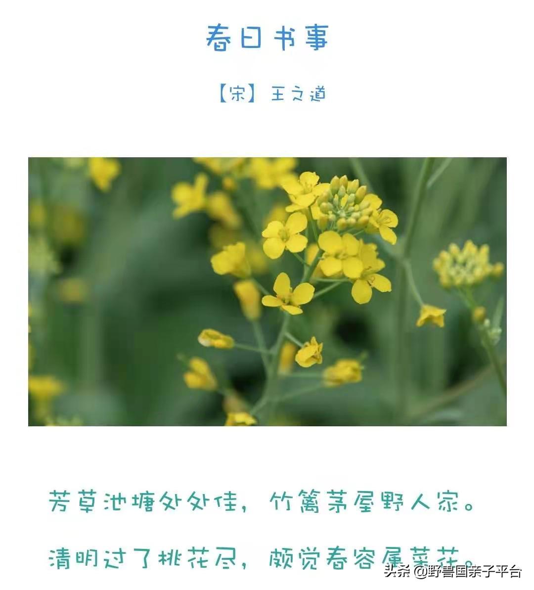 春天的花真的很美丽让人向往,春天的花也太美了