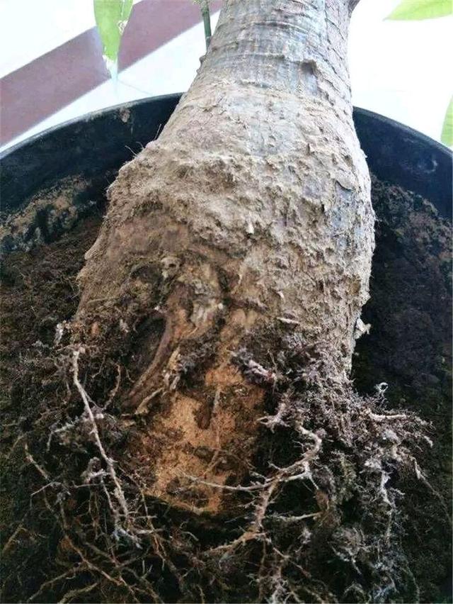 发财树7月能施什么肥,夏季发财树多久浇水更好