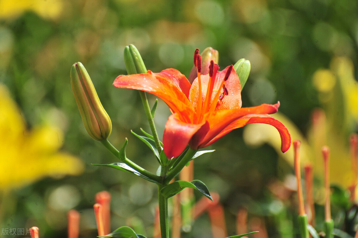 养猫咪不能养的植物,养猫咪的5大隐形危害