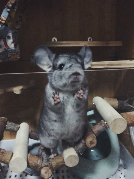 知道这些小技巧绝对轻松瘦下来,怎么可以养胖龙猫