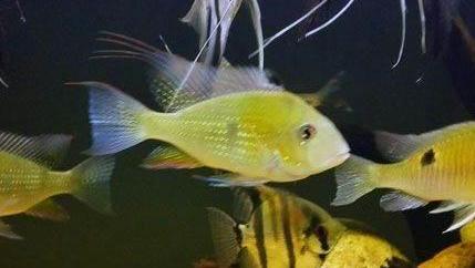 慈鲷品种,慈鲷类型