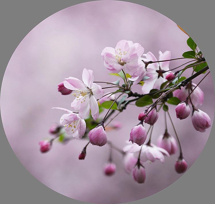 苏轼十首巅峰之作海棠,鲜于枢苏轼海棠诗卷高清长图