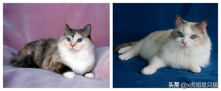布偶猫繁育颜色,布偶猫如何繁育最好的品相