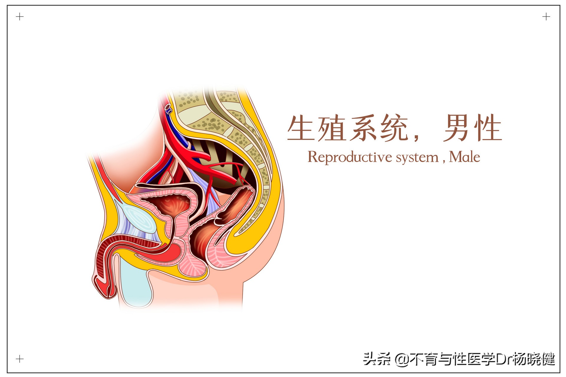 男人睾丸突然疼有点肿什么情况,睾丸痛附睾痛的后果是什么