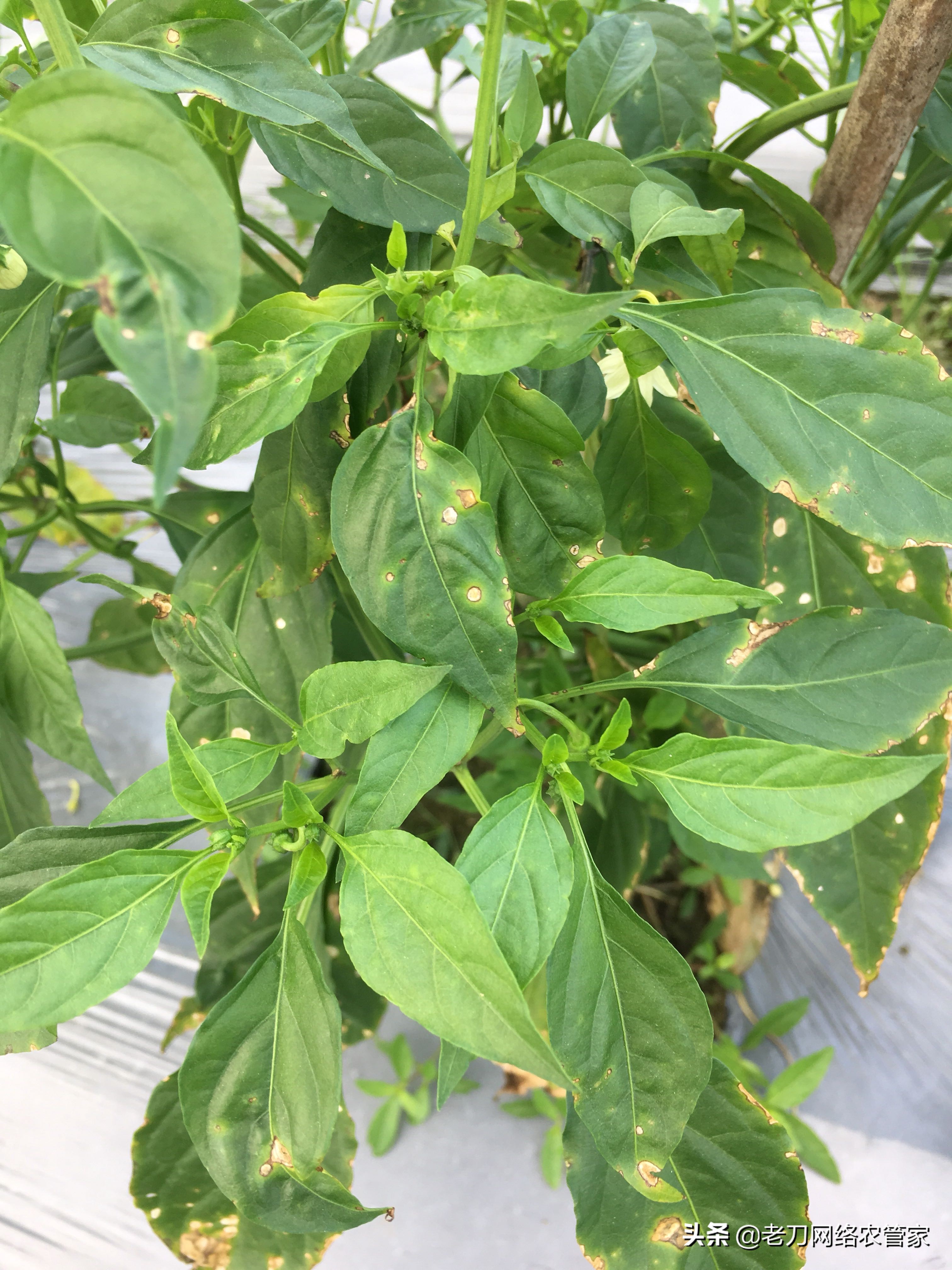 辣椒叶片为水渍状褪绿斑点,中央灰白咋回事?又该如何防治