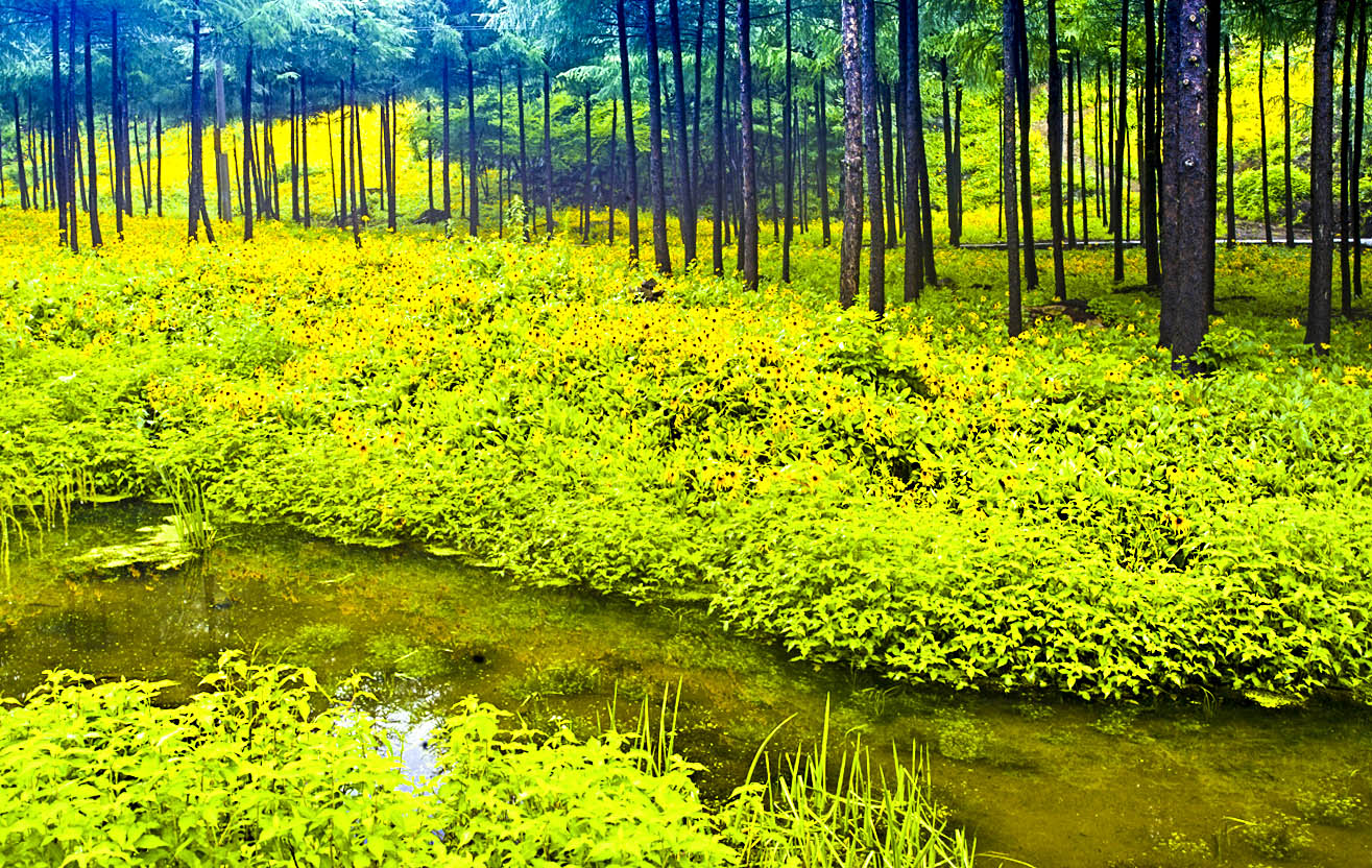野菊花漫山遍野都是金黄色,黄金菊哪个地方最正宗