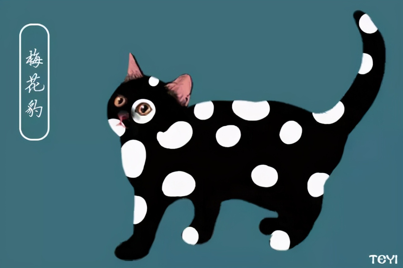 中华田园猫的品种介绍和图片大全,常见中华田园猫品种名称