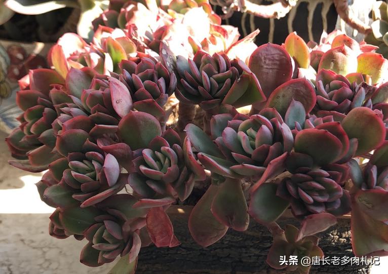 绮罗多肉怎么养出状态,多肉绮罗和碧桃外形的区别