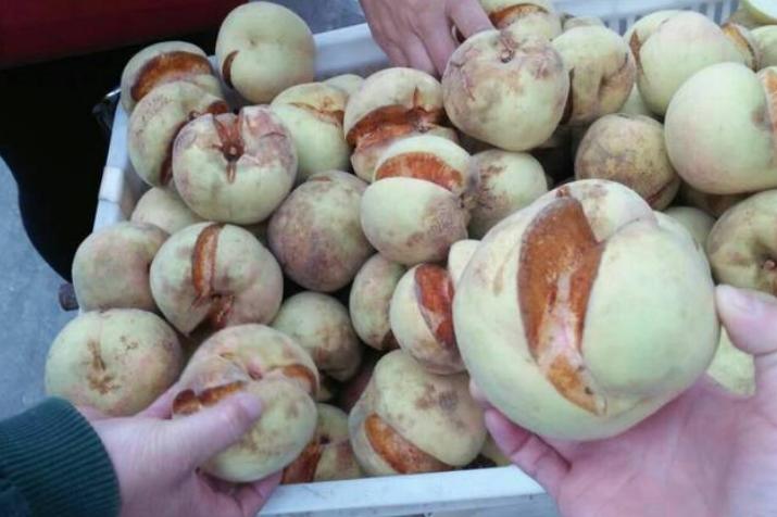 正宗又甜又脆的丑桃,即将灭绝的老品种桃子