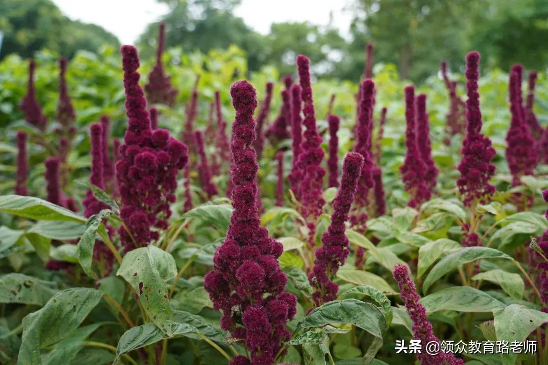 为了写文章我吃了霉苋菜梗,打算申请个工伤