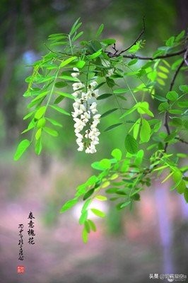 故事：新传奇，槐花雨，那就是娘可怜的泪呀