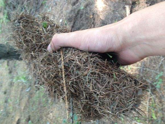 什么土养花最好养活,纯天然肥沃腐叶土需要放肥吗