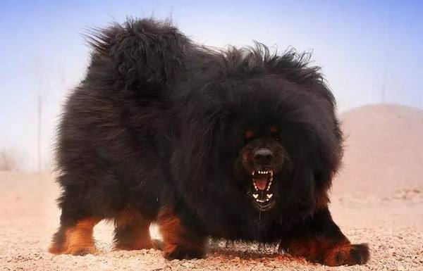 藏獒为什么被城市列为禁养犬种,世界上藏獒最凶猛的犬类是什么