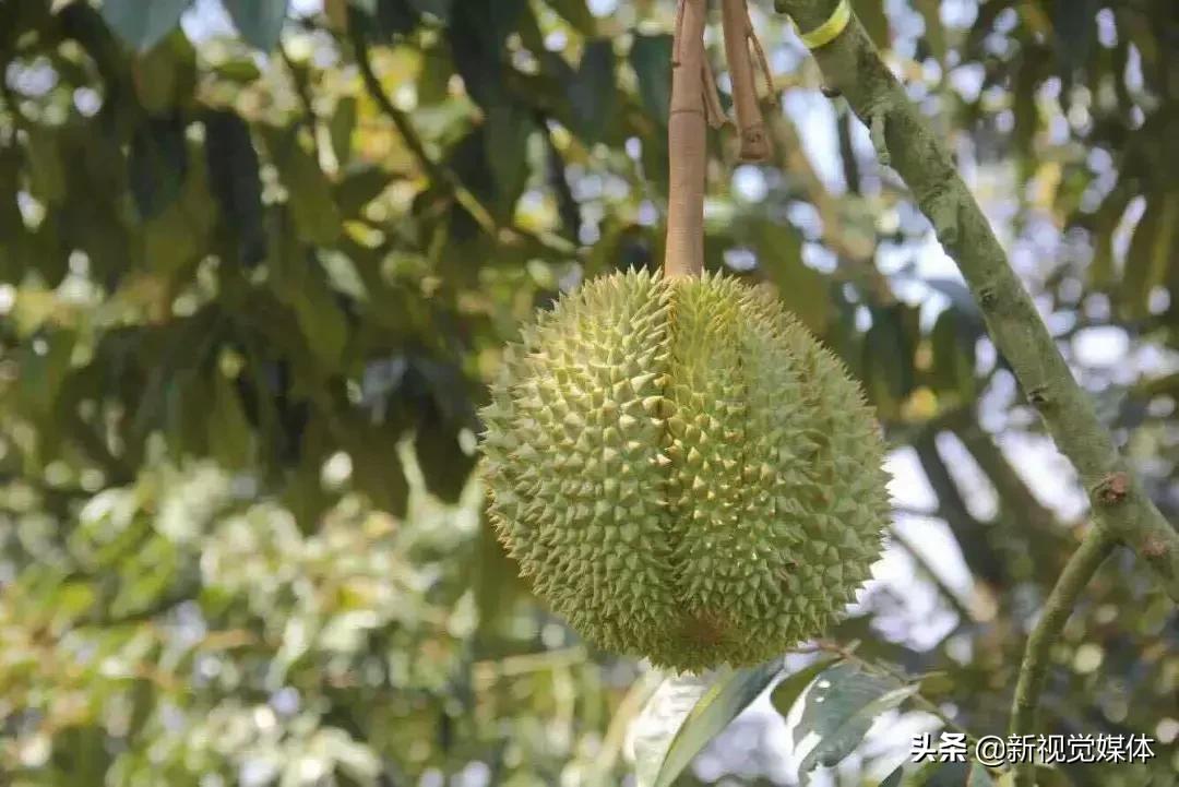 甲仑榴莲口感是榴莲界的爱马仕,榴莲甲仑口感