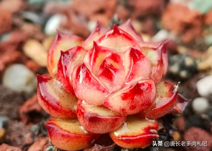 耐高温好养的多肉品种,耐零下5度的多肉有哪些