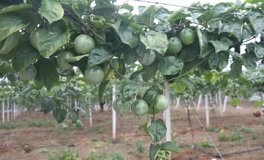 黄金百香果吃法,黄金百香果的功效与作用