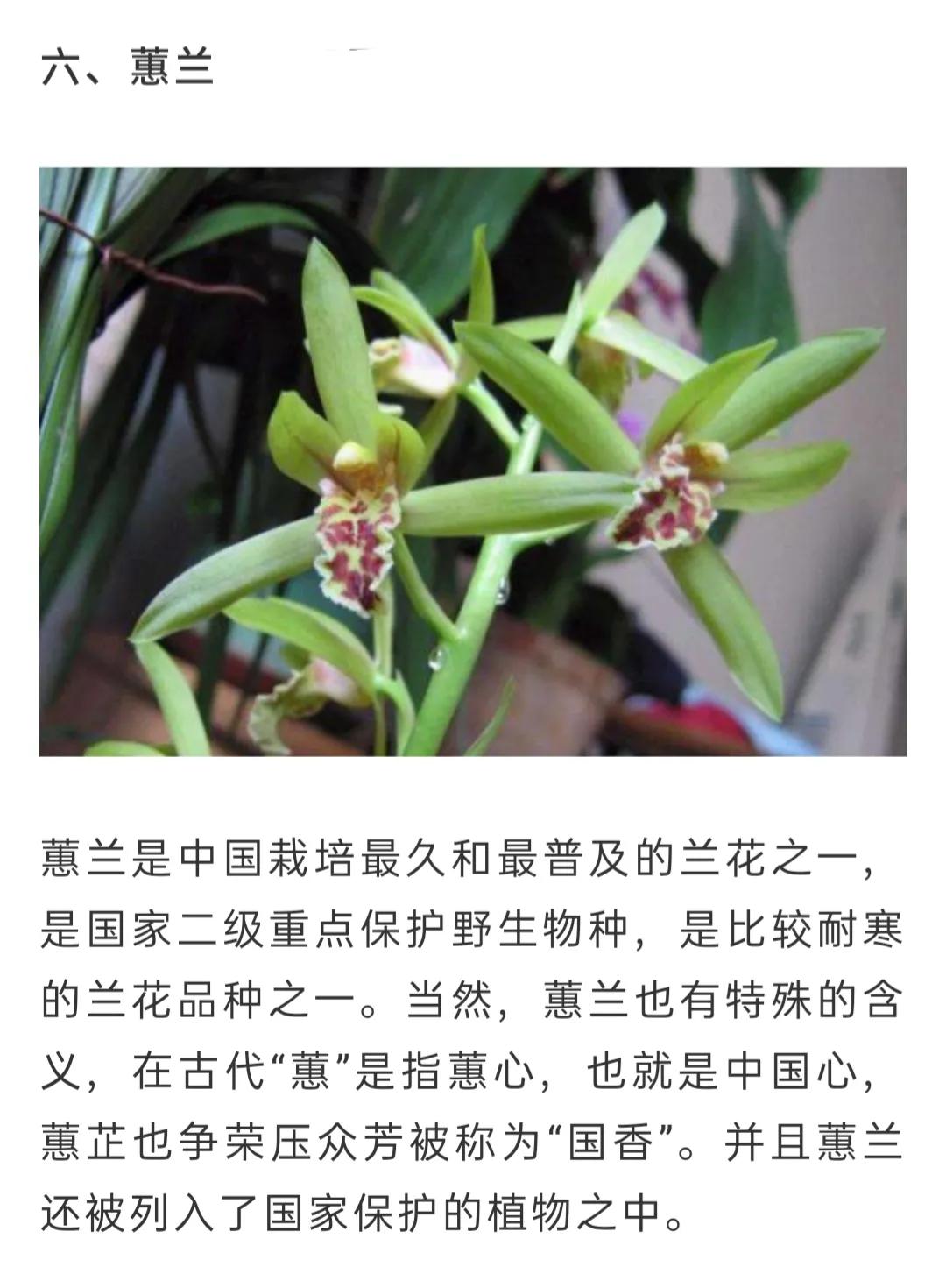 兰花品种大全简介,兰花种类讲解视频