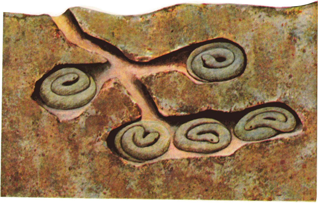 熊为什么会冬眠哪些动物需要冬眠,熊冬眠的方式是什么