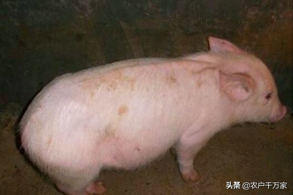 僵猪怎么治的小偏方,治疗僵猪中药配方