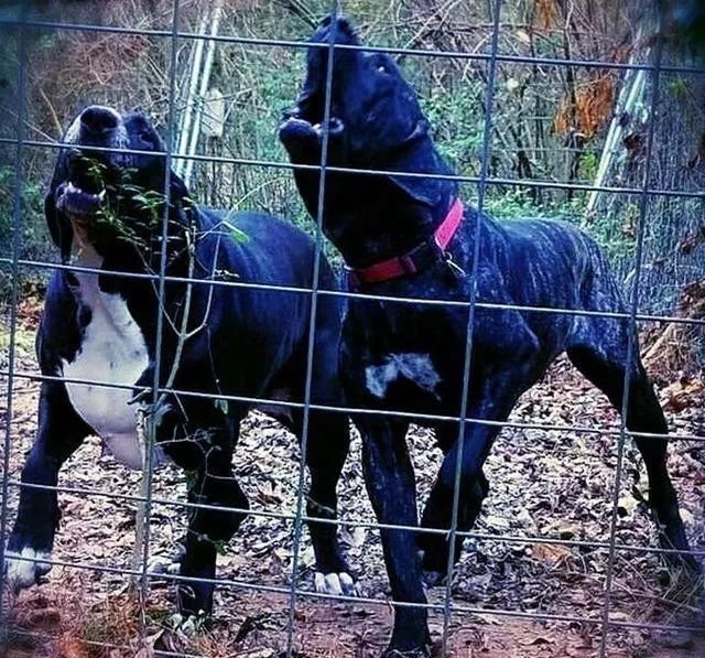 世界上最强的10种狗排名,世界上巨型狗大全