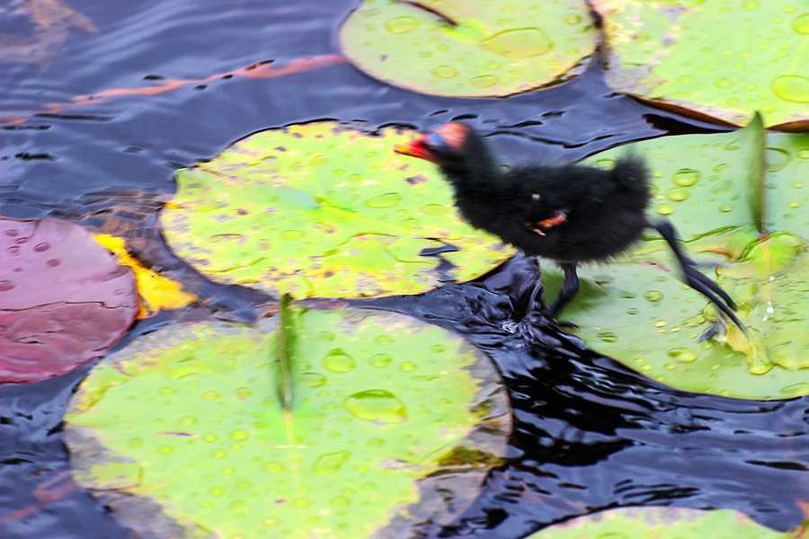 黑水鸡雏鸟图片,黑水鸡的可爱