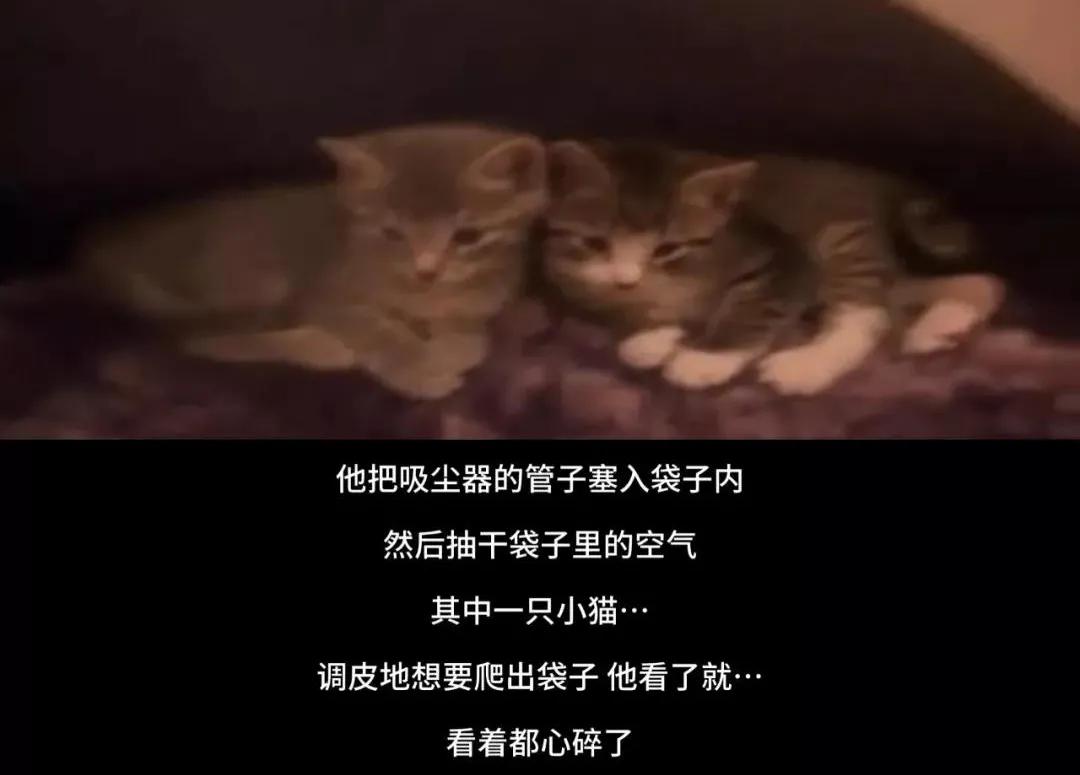 大学生杀死流浪猫,大学生杀流浪猫