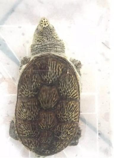 捡的大乌龟能养吗有没有忌讳什么,野生龟与饲养乌龟的区别