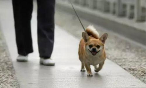 成都市禁养犬名单2023,成都清理禁养犬