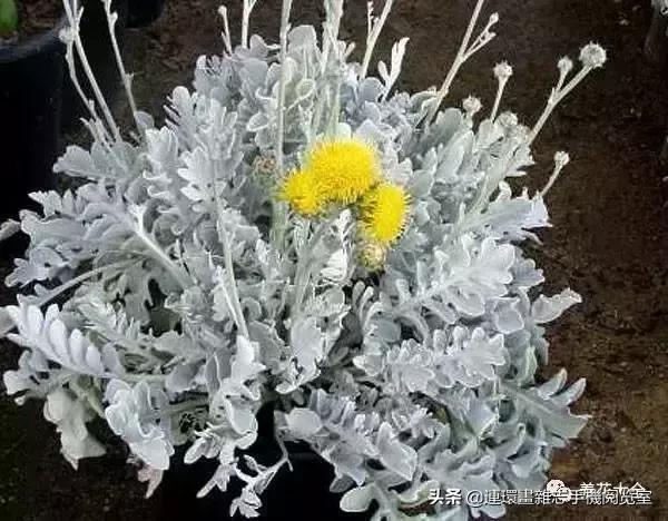 100种常见花卉植物图谱,100种花卉素描图谱