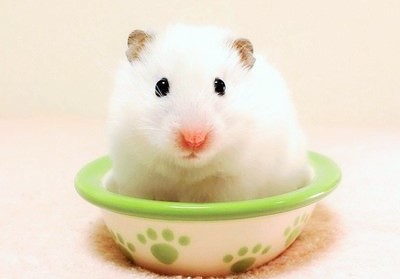 仓鼠夏天吃什么不容易中暑,夏天怎样带仓鼠出门才不会中暑啊