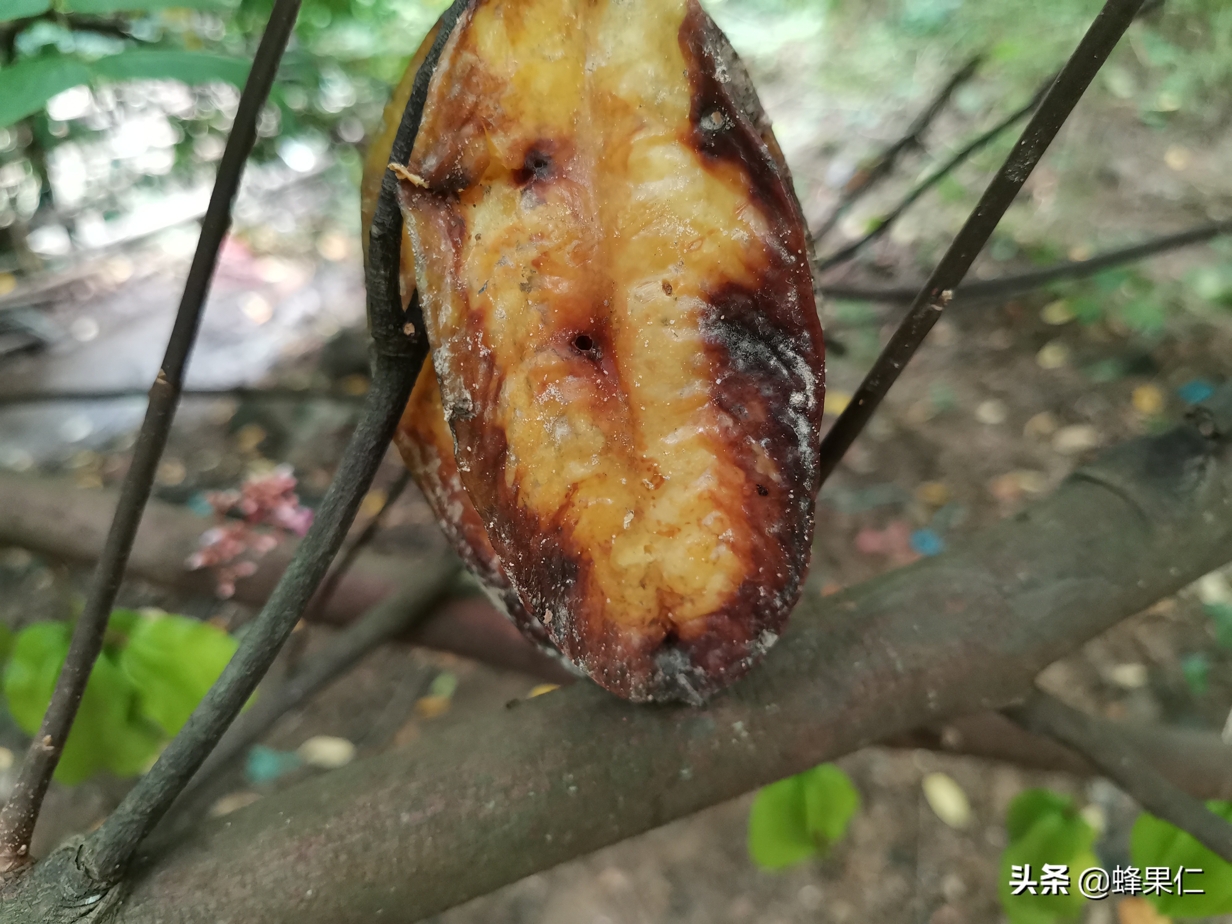 种植杨桃如何才能果子甜,如何种杨桃盆栽