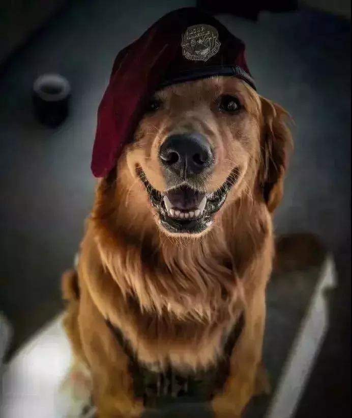 守身如玉20年，“第一次”竟然给了一只狗