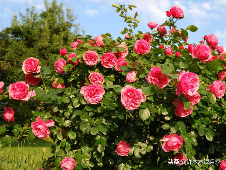 月季春季浇水注意事项图片,养月季注意1点没有黄叶枝繁叶茂