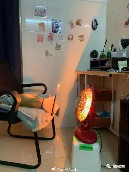 猫咪的怪癖铲屎官你们都知道吗,铲屎官养的猫咪有多厉害