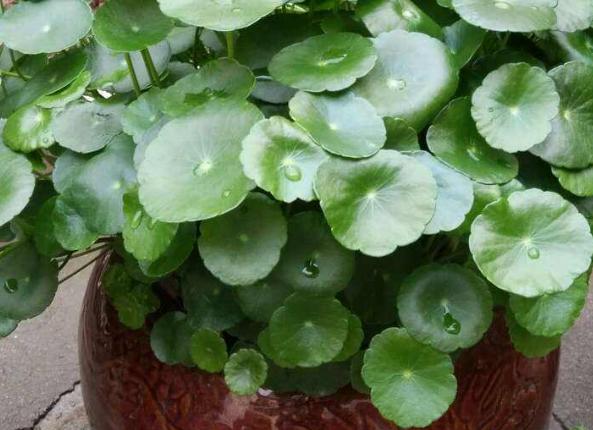 养花怕积水怎么办,养花怕黄叶怎么办