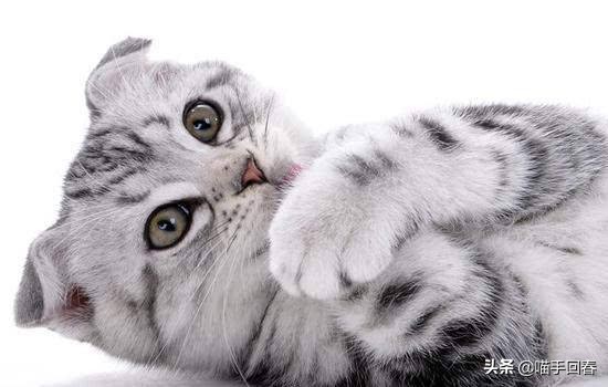 猫咪营养不良贫血需要调理多久,猫咪贫血严重的话会死吗