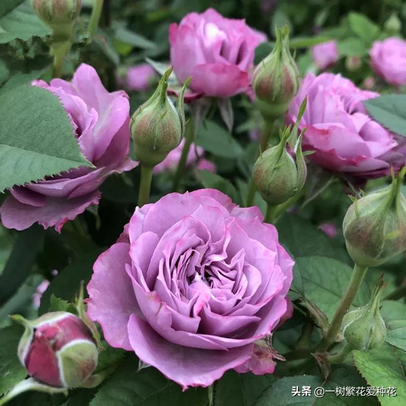 蓝紫青龙月季优缺点,天狼蓝紫月季