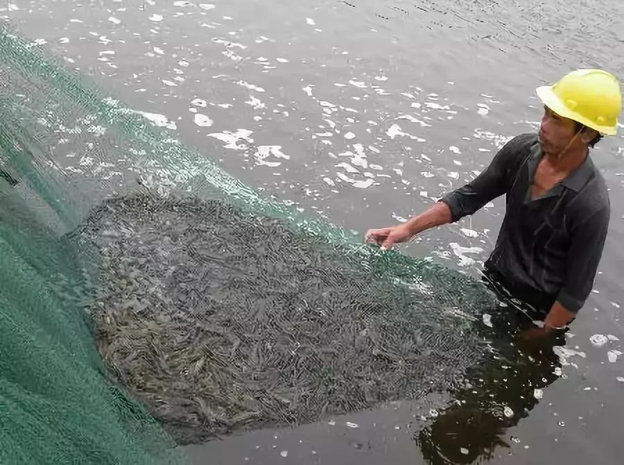 水产总硬度和总碱度各多少,水产用什么稳定ph值