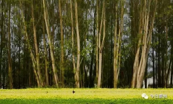 成都的天府公园,四川天府新区的公园城市