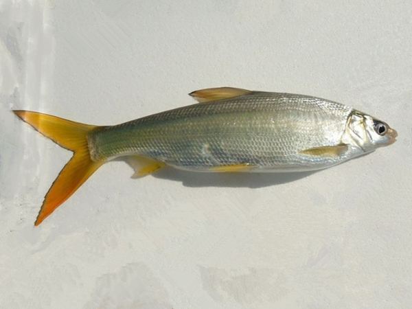 贝多芬死因成谜，科学家找到了贝多芬的一根头发，最终揭开了谜团