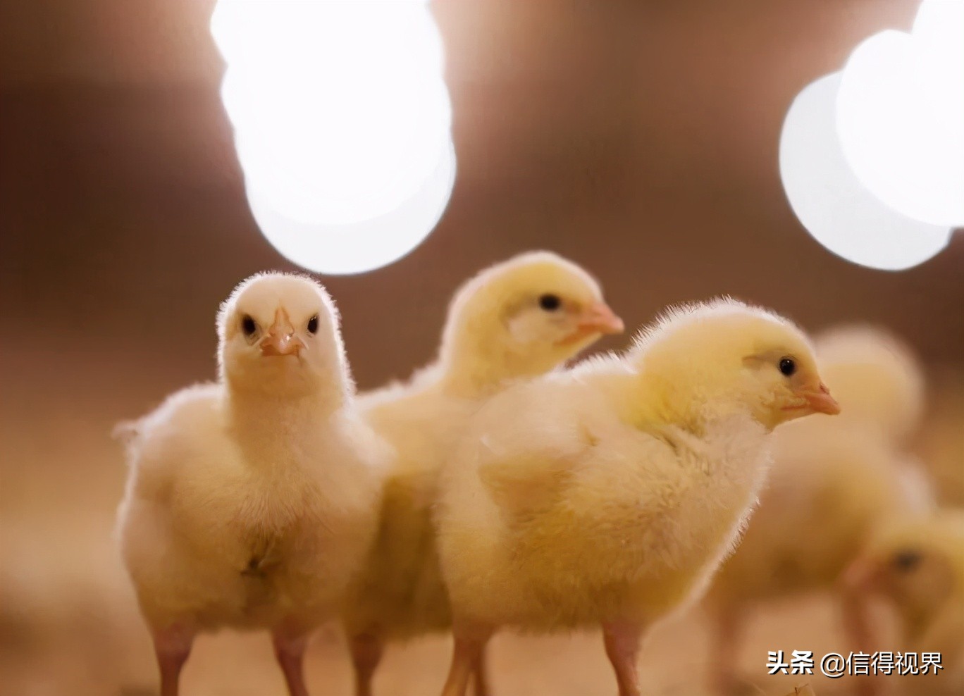 青年鸡养殖技术与管理论文,青年鸡最科学养殖模式