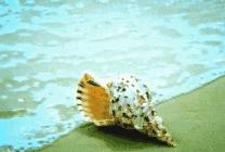 挖蛤拾贝，秦皇岛赶海这份指南可收好了！