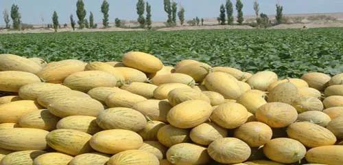 甘肃酒泉市瓜州县西湖镇党委书记,甘肃酒泉市瓜州县地图