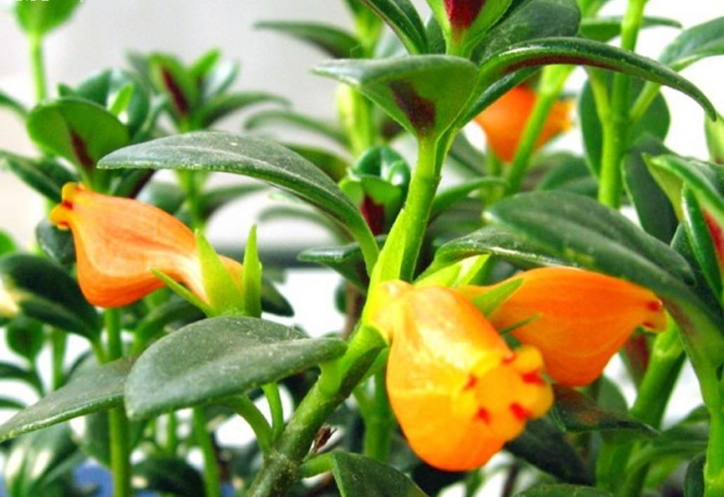 金鱼吊兰的枝干干枯是什么原因,夏天金鱼吊兰干枯掉叶怎么补救