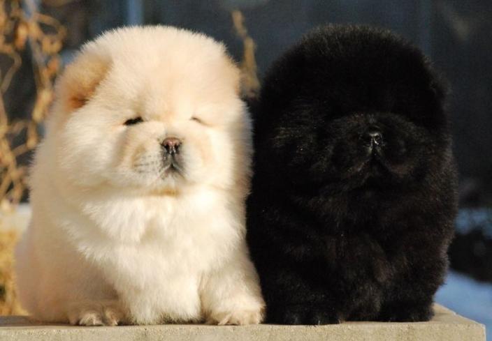 小狮子养了有人情味吗,小狮子狗怕冷吗