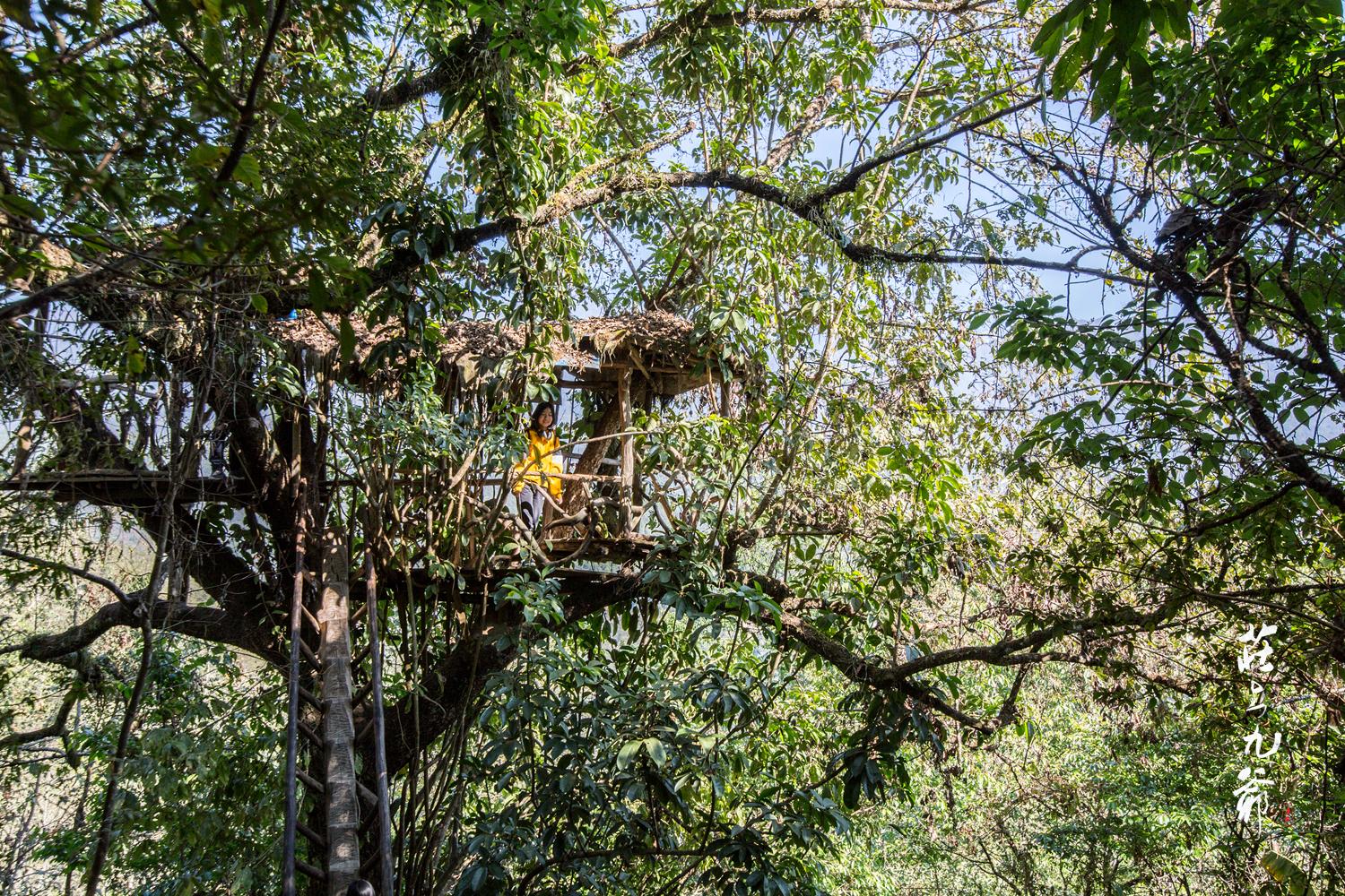 高黎贡山秘境森林,高黎贡山樱花谷温泉