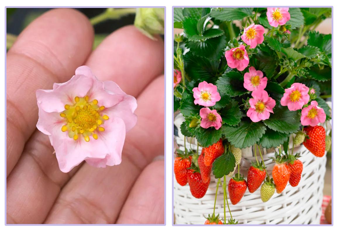 红花草莓托斯卡纳,红花草莓和白花草莓哪个好