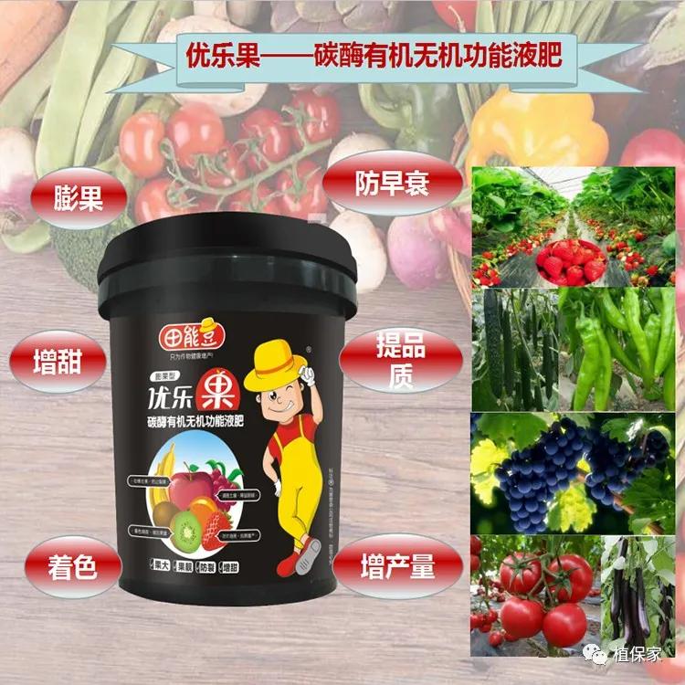 果实没有膨大的原因,果实大小不一主要是什么引起的